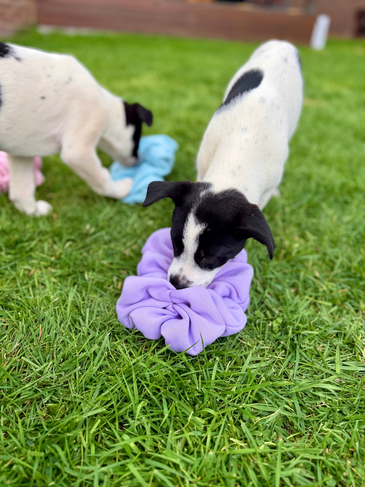 Snuffle Pods • 3 Pack