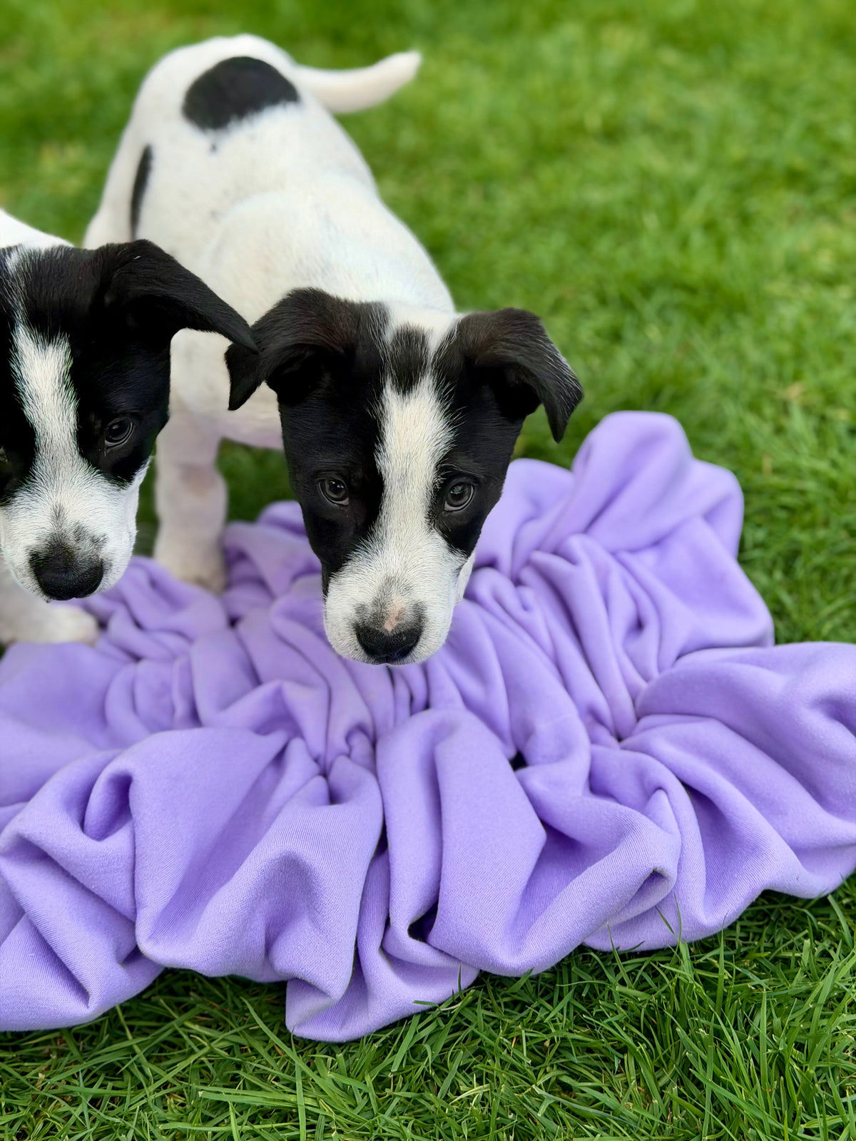 Scrunch Snuffle Mat