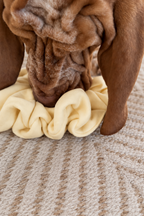 Snuffle Pods • 3 Pack