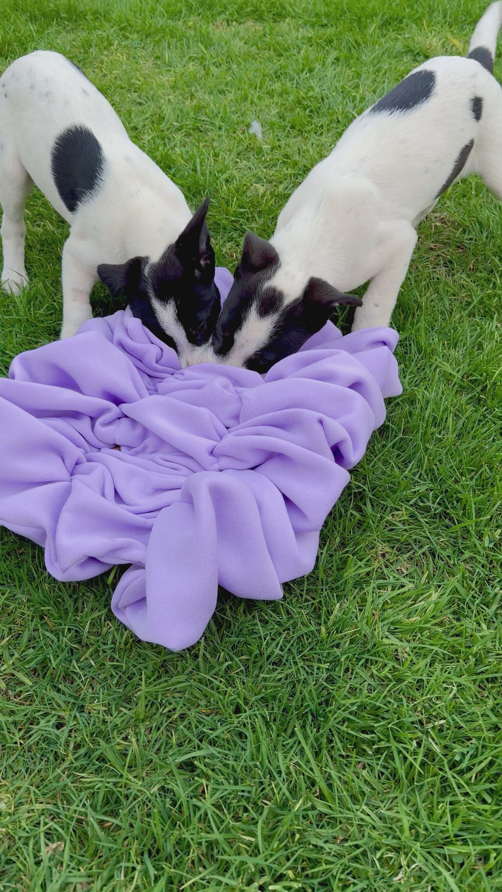 Scrunch Snuffle Mat