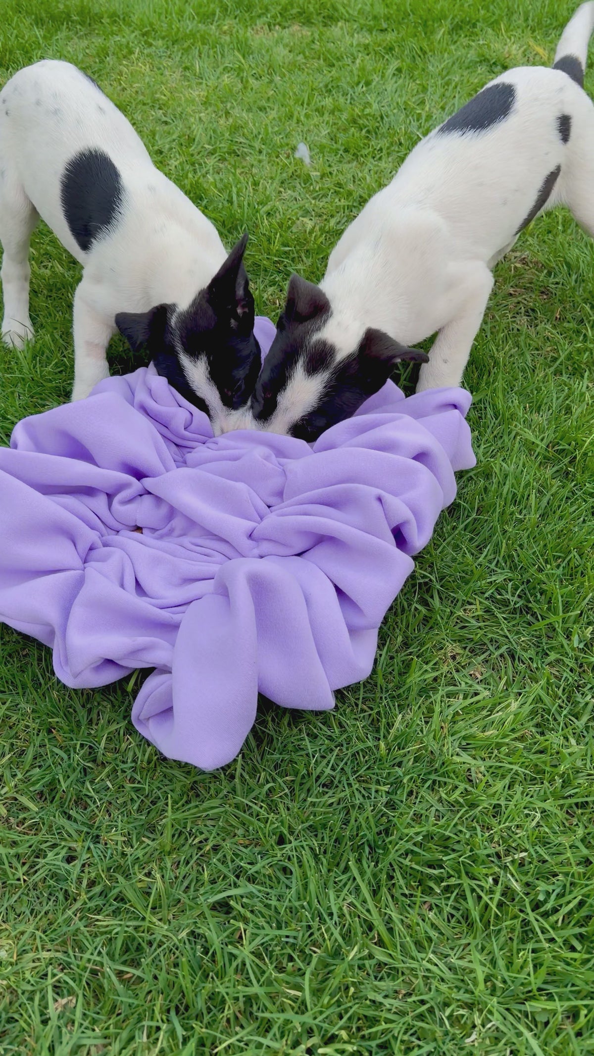 Scrunch Snuffle Mat