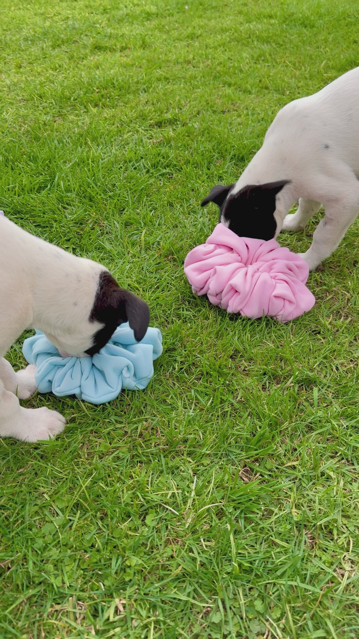 Snuffle Pods • 3 Pack